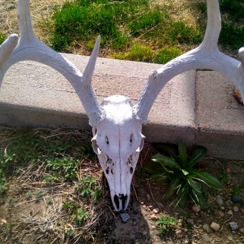 Western Skull...